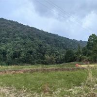 毀林鋪砂埋隱患？未批先動工 違法代價必須擔(dān)！